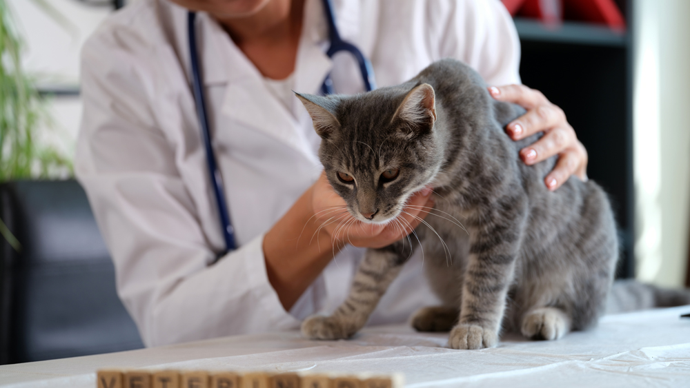 Why Affordable Recruitment Solutions Matter in the Animal Health Industry and Veterinary Profession