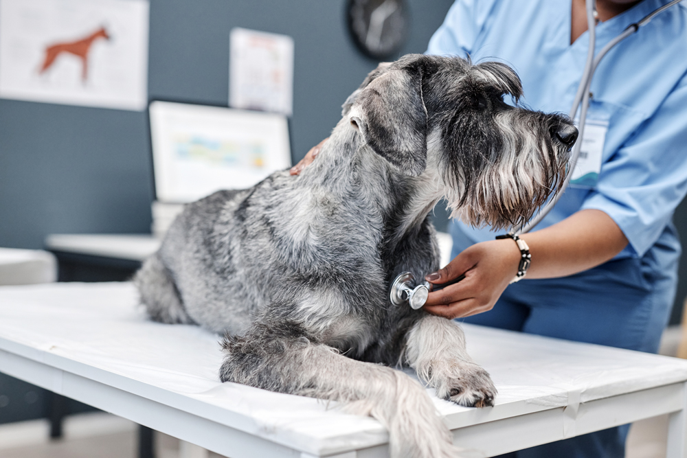 The Best Veterinary and Animal Health Careers for Professionals