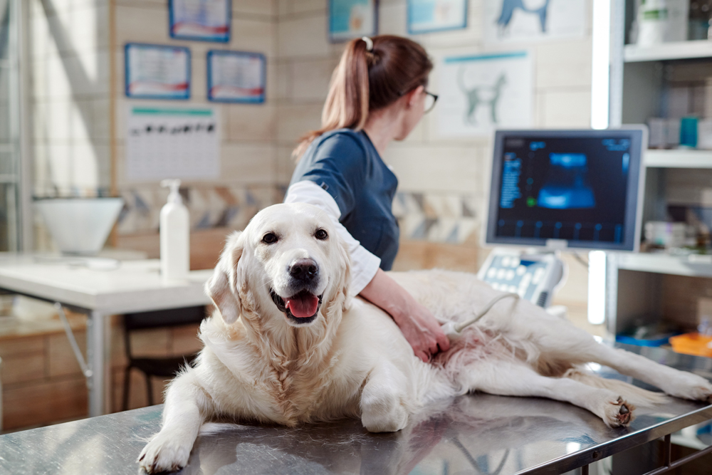 What Makes The VET Recruiter Website Stand Out in the Animal Health Industry and Veterinary Profession?
