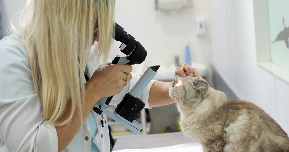 The VET Recruiter Website and the Animal Health and Veterinary Industry