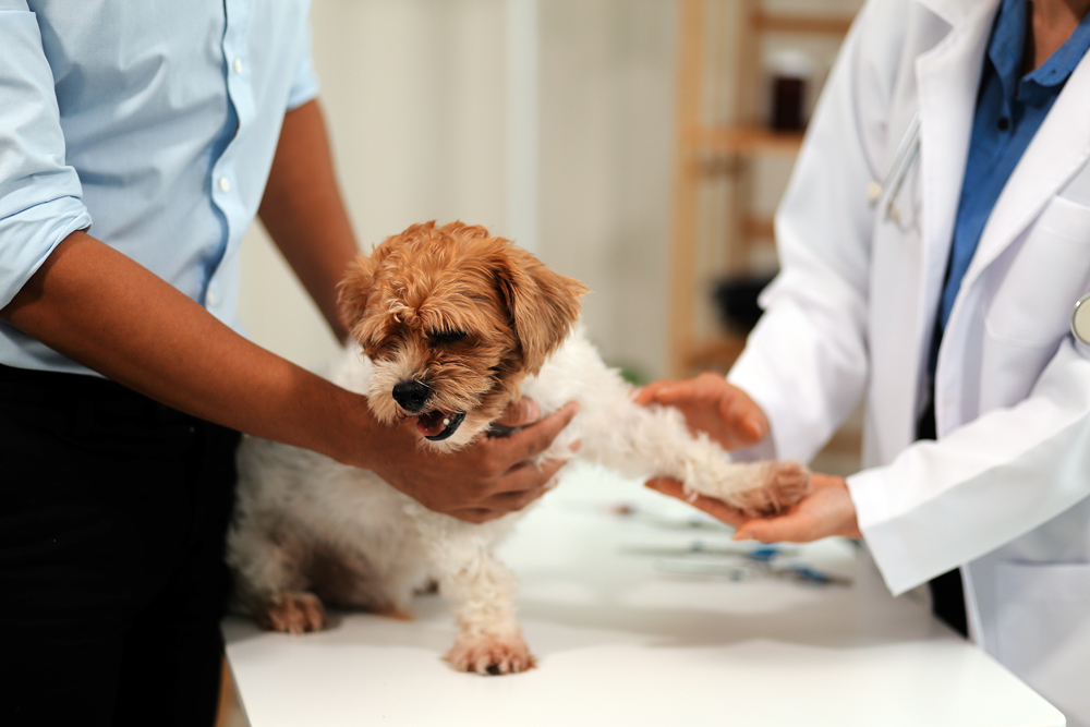 Animal Health Job Opportunities: The VET Recruiter Search Firm