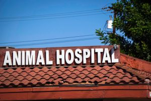 Animal Hospital Headhunters