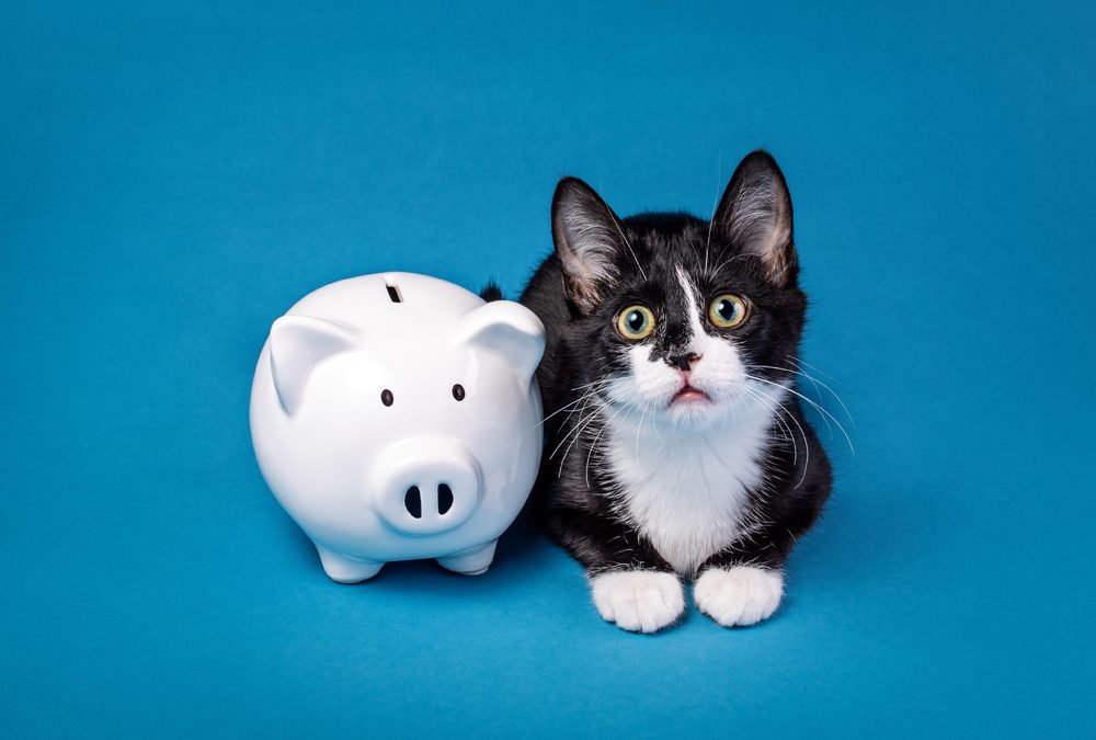 The Best Animal Nonprofit Recruitment Agency: The VET Recruiter