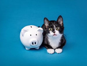 Animal Nonprofit Recruitment