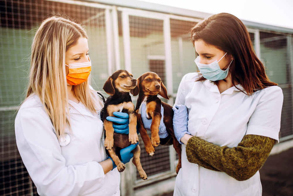 Modern Strategies for Effective Animal Shelter Recruiting