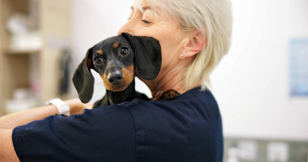 The Best Animal Welfare Recruitment Agency: The VET Recruiter