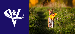 Associate Veterinarian – Tulsa, OK – #9676