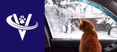 Associate Veterinarian – Brockton, MA – #9310