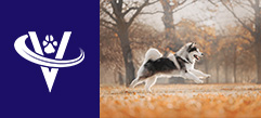 Associate Veterinarian – Cincinnati Metro, OH – #9782