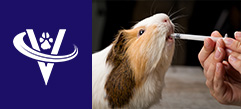 Associate Veterinarian – Santa Rosa, CA – #9781