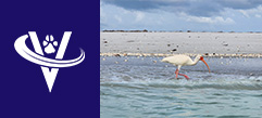 Veterinarian DeNovo Partner – Coral Gables, FL – #7093
