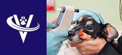 Veterinarian Neurologist – Omaha, NE – #9881