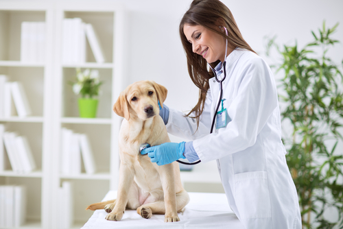 The Top Trends for Animal Health and Veterinary Talent This Year