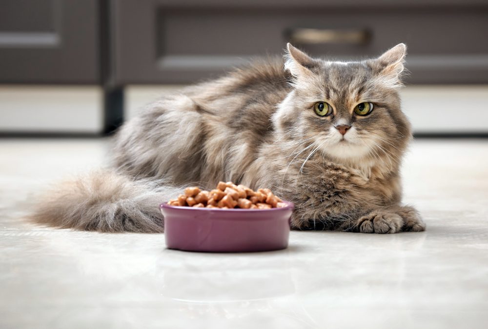 Why The VET Recruiter is the Leading Companion Animal and Pet Sales Recruiting Firm