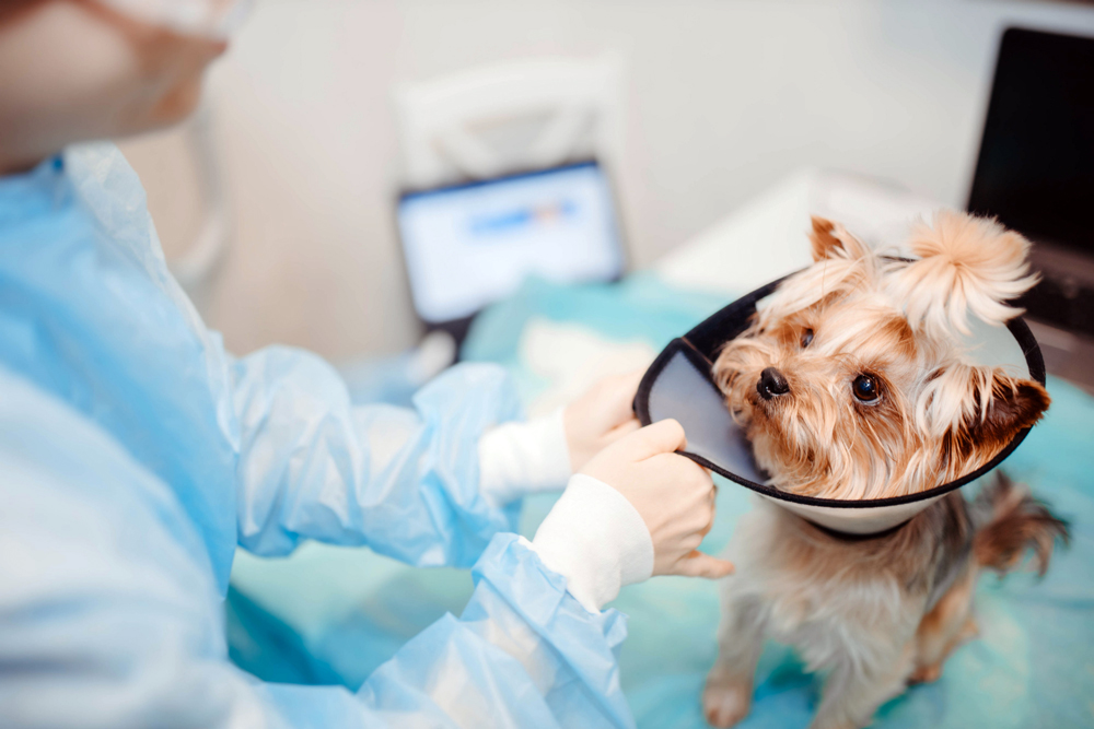 How The VET Recruiter Website Connects Professionals with Opportunities Across the United States