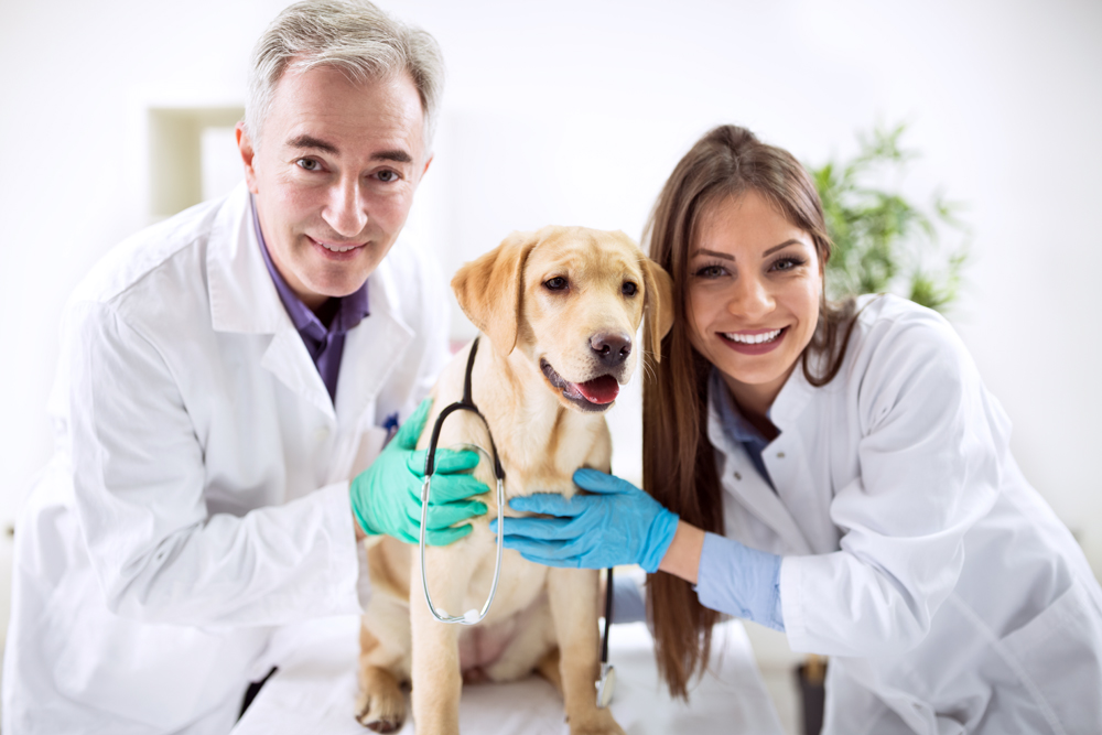 How The VET Recruiter Website Uses Customization to Connect Professionals with Opportunities