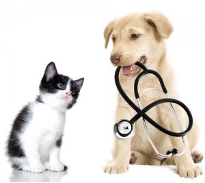 Why You MUST Be an Animal Health or Veterinary Technology Organization