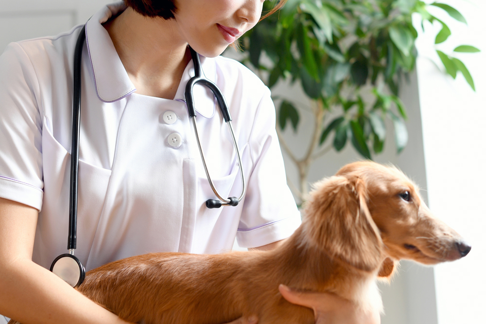 Why The VET Recruiter Website Exemplifies Ease of Use