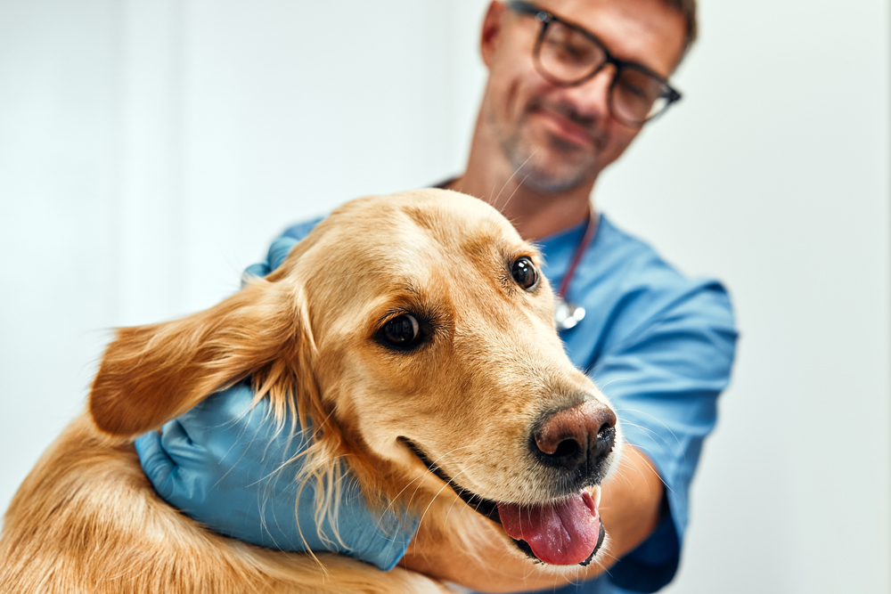 How The VET Recruiter Website Makes Finding and Applying for Veterinary and Animal Health Jobs Easier