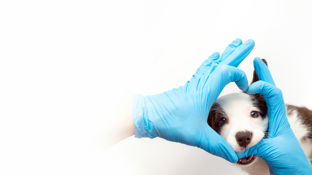 How The VET Recruiter Website Helps Professionals Find Opportunities in Great Locations