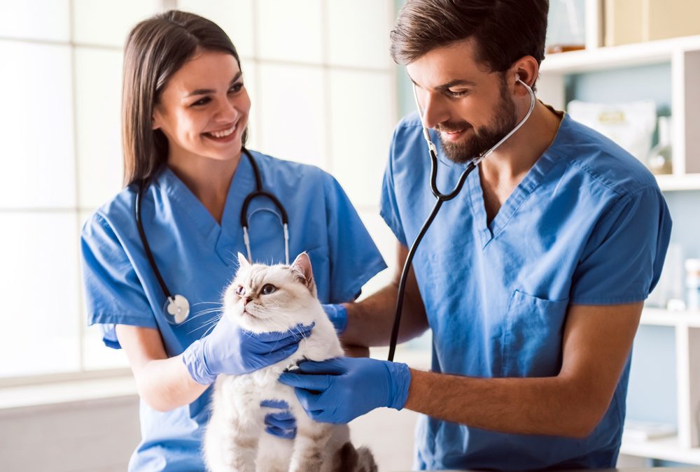 How The VET Recruiter Website Helps Employers Hire Top Talent Quickly