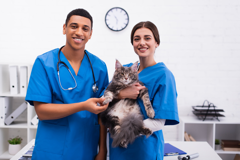 How The VET Recruiter Website Helps Professionals and Employers