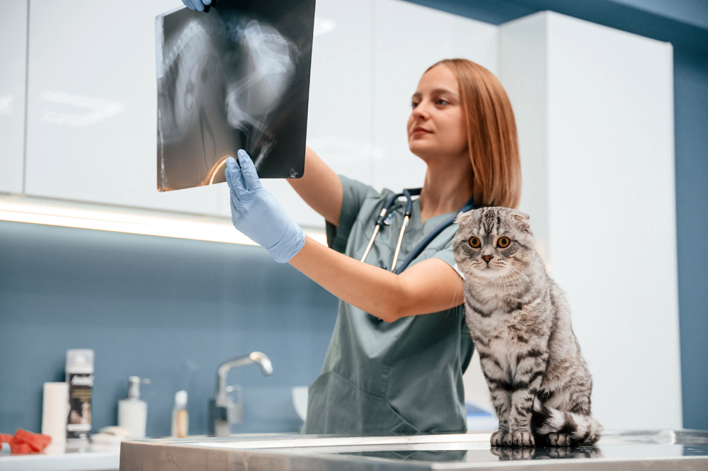 Hire Animal Health Professionals with The VET Recruiter Search Firm