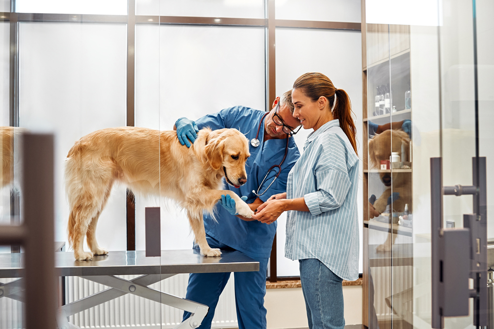 How Shelters Can Hire Shelter Veterinarians in Competitive Markets