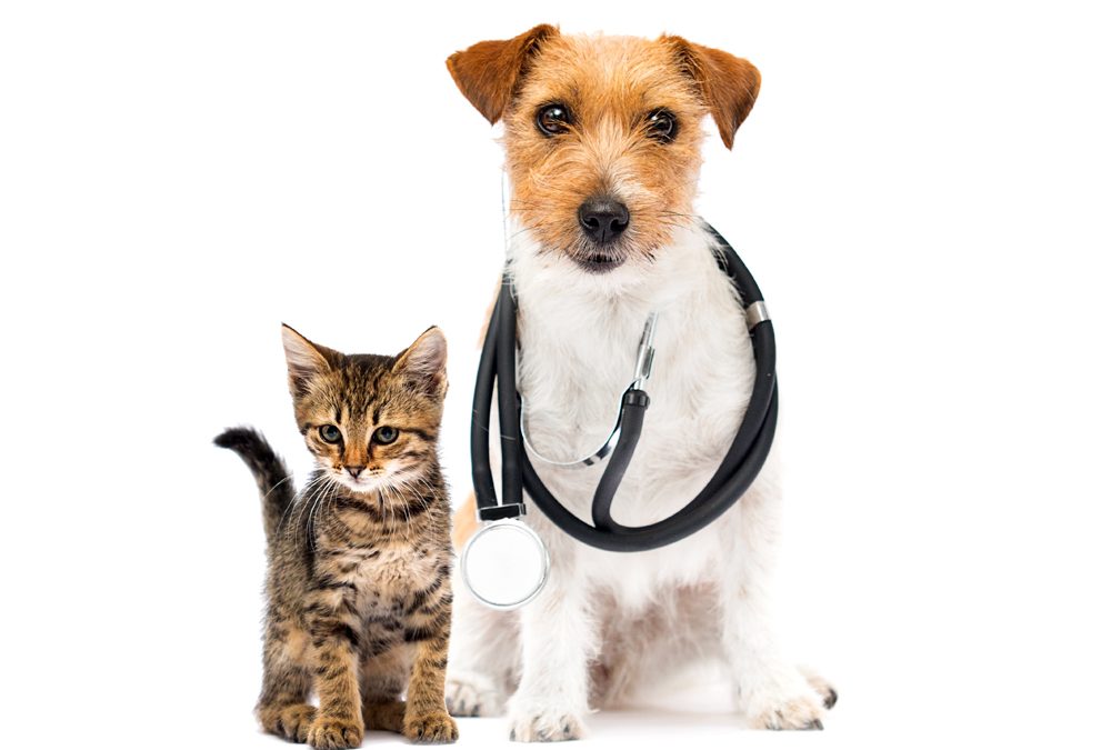 Why the History of The VET Recruiter Website is Critical for Career Success