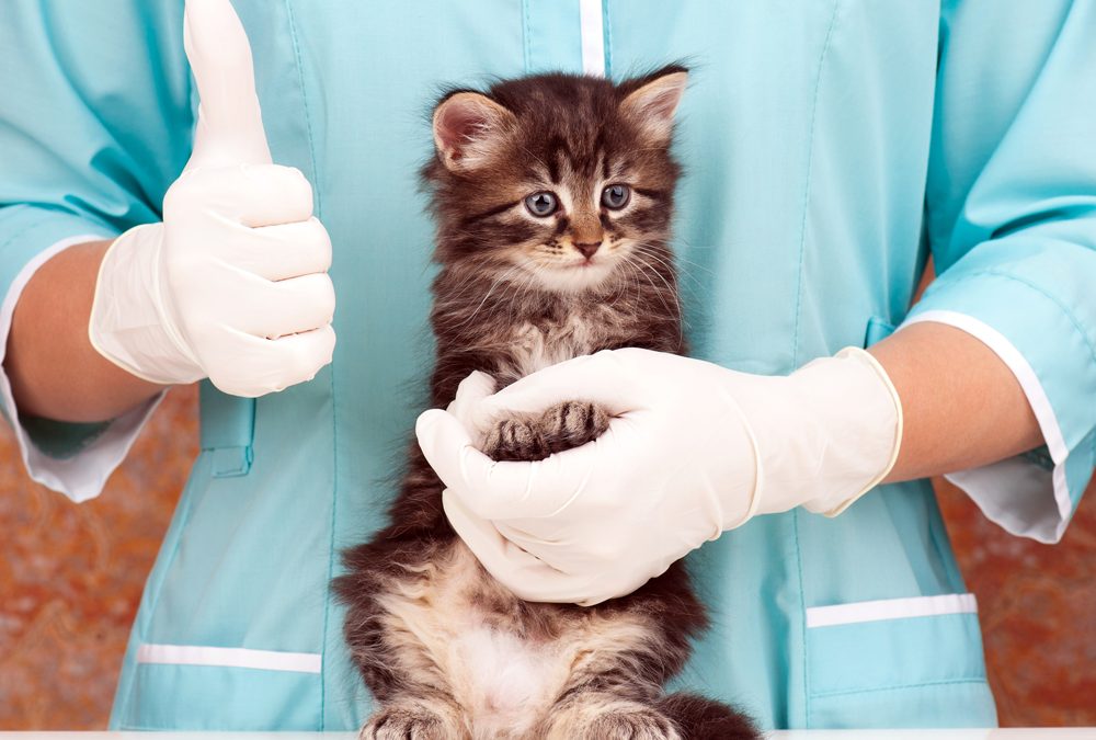 The VET Recruiter Website: A History of Excellence in the Veterinary Profession