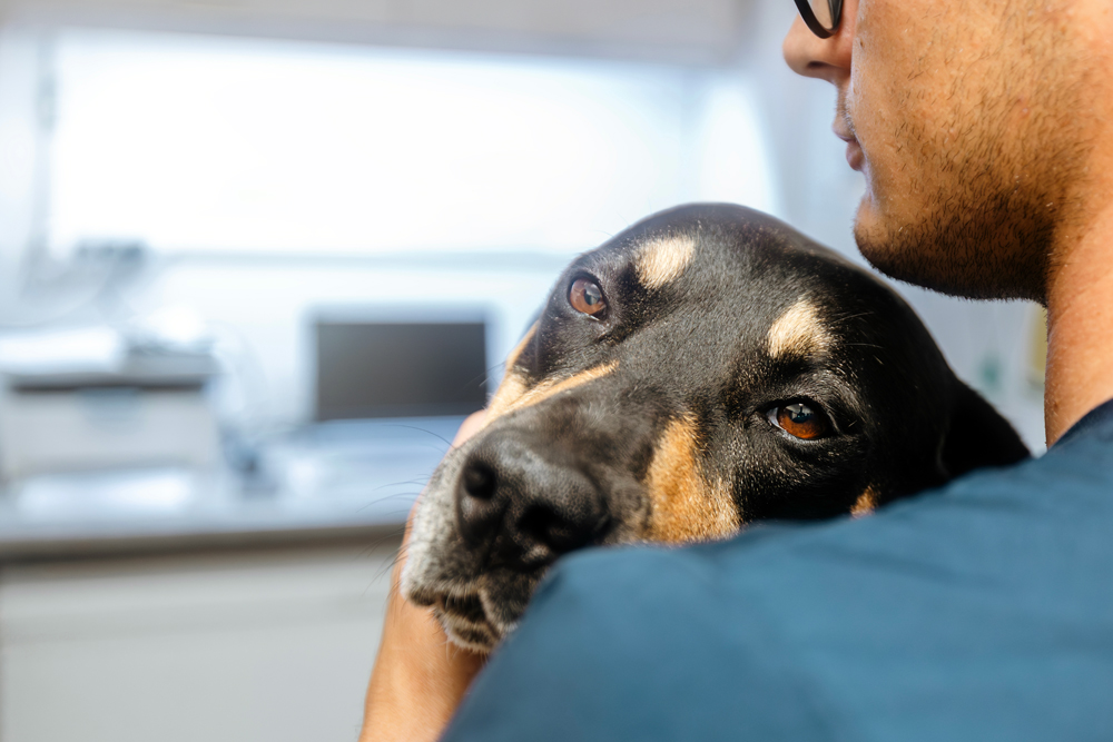 How to Identify the Best Veterinary Career Websites for Job Seekers and Employers