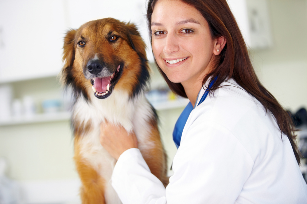 Jobs for Veterinarians: How to Take Your Veterinary Career to the Next Level