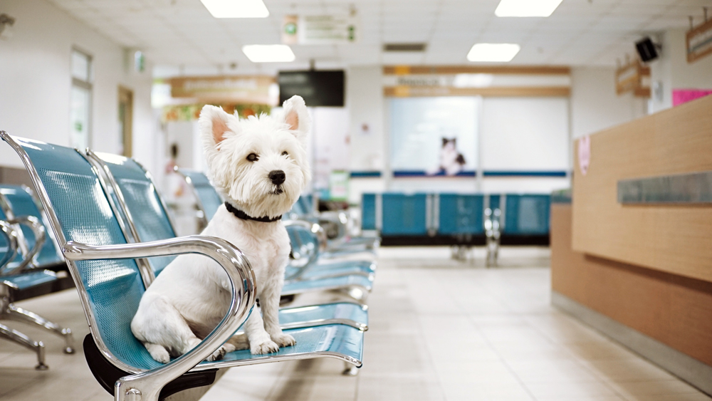 National Animal Health Recruiting: The VET Recruiter Search Firm