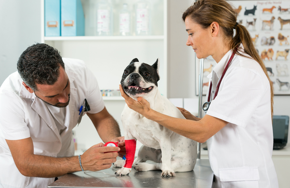 National Veterinarian Hiring: The VET Recruiter Search Firm