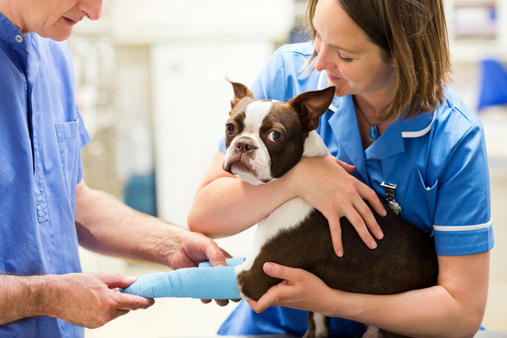 National Veterinarian Recruiting: The VET Recruiter Search Firm