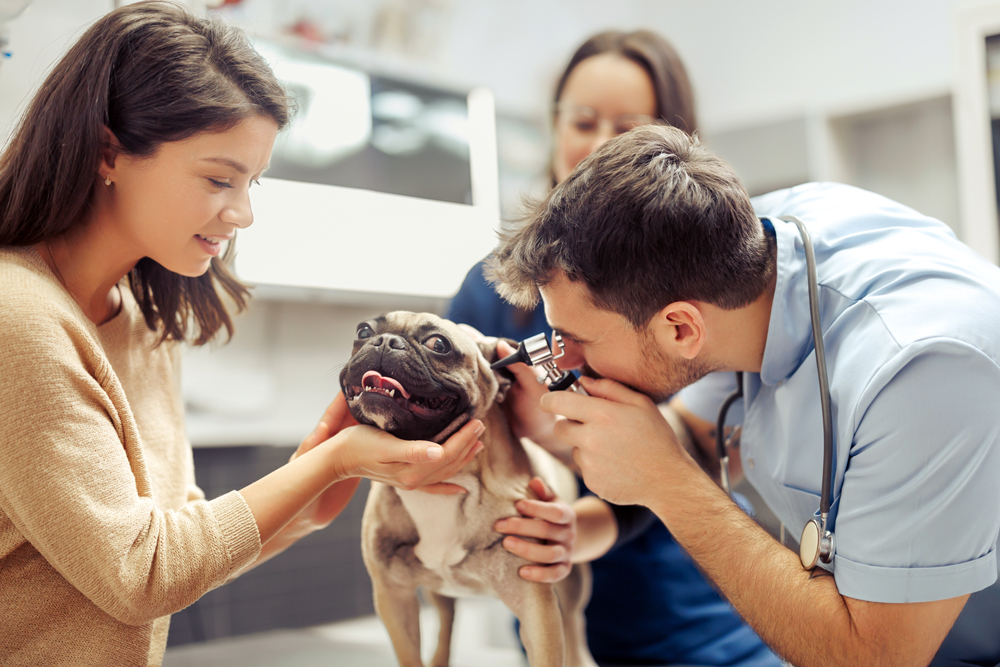 National Veterinary Hiring: The VET Recruiter Executive Search Firm