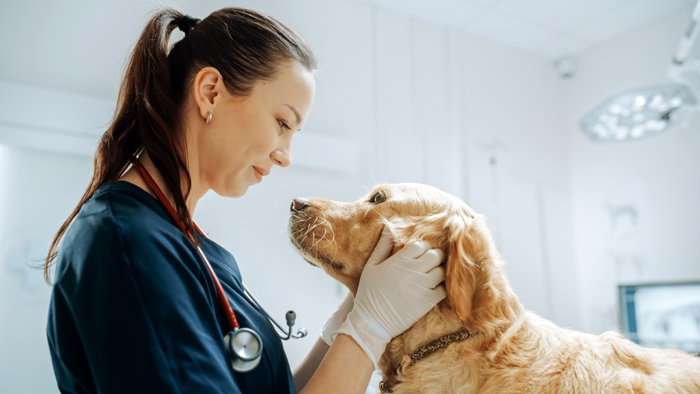 How The VET Recruiter Website Connects Local and National Veterinary Talent with Leading Employers