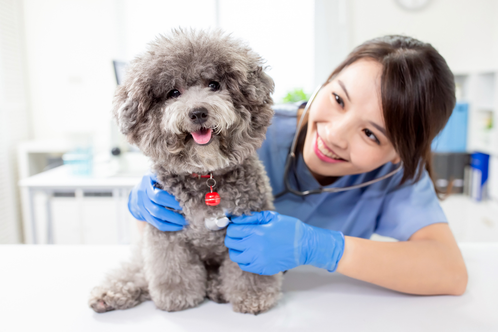 What Employers Should Do When They Need to Hire a Veterinarian
