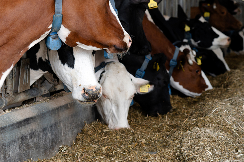 How to Recruit a Nutrition and Feed Sales Professional: The VET Recruiter