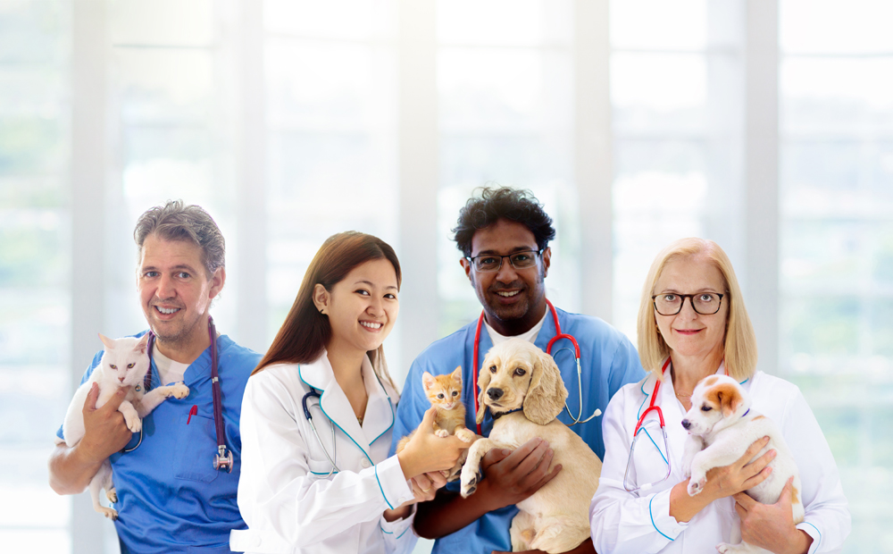 The VET Recruiter Website Connects Professionals with Outstanding Employers