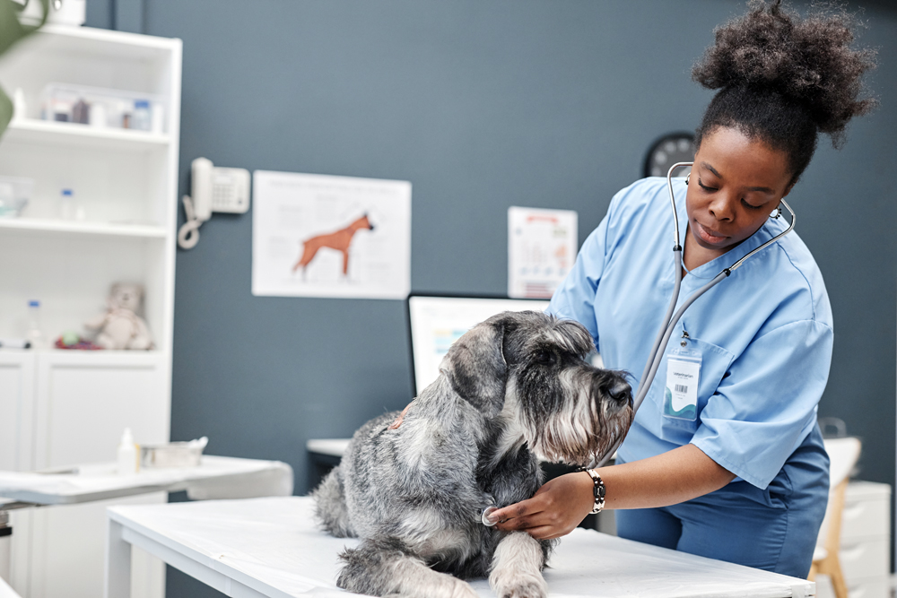 Why The VET Recruiter Website Stands Out as a Premier Resource for Veterinary and Animal Health Careers