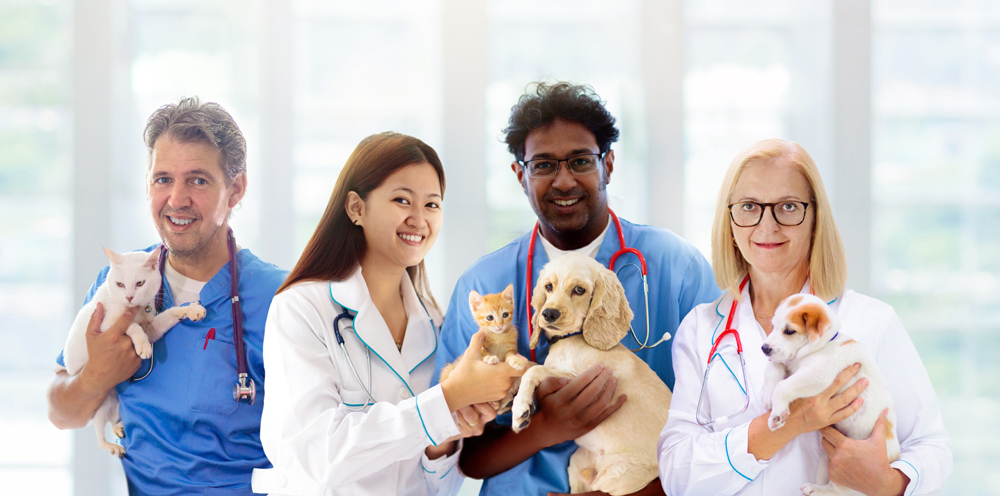 How Recruiters for Veterinarians Play a Pivotal Role in the Veterinary Profession