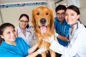 Recruiting Veterinarians
