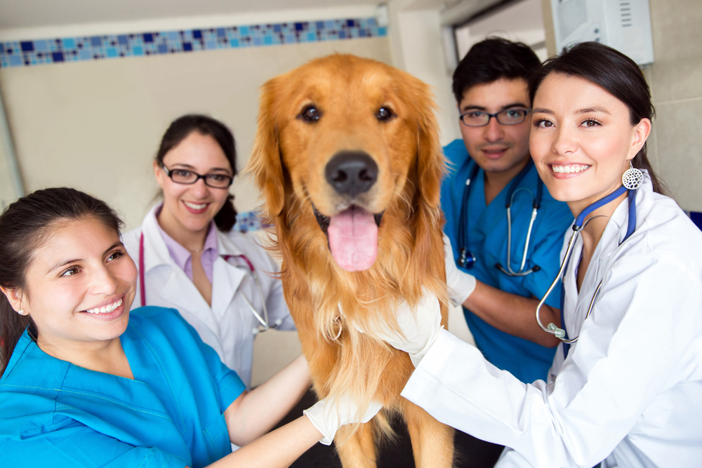 A Comprehensive Blueprint for Recruiting Veterinarians in 2024