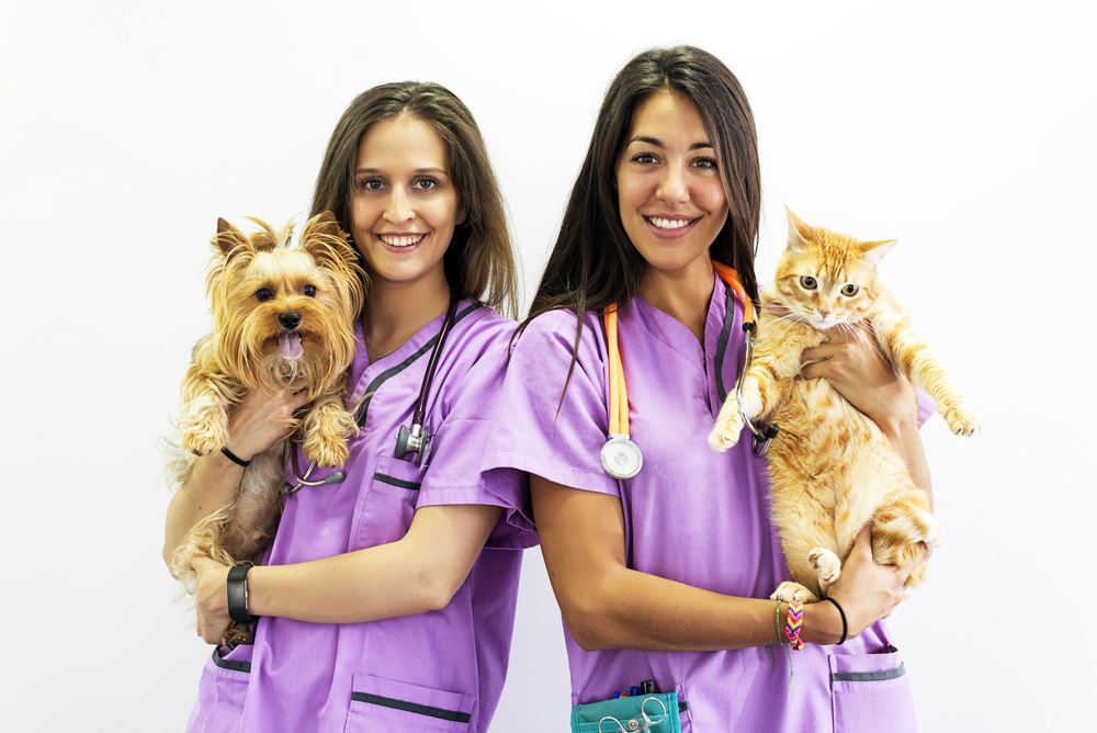 How The VET Recruiter Website Helps Professionals Turn Their Passion into Rewarding Careers