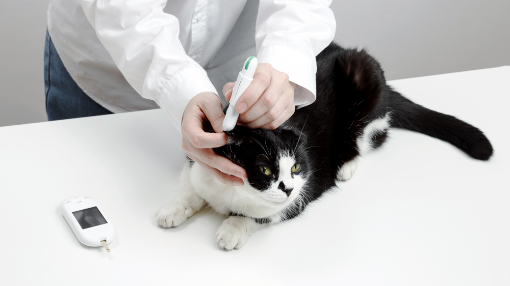 Use The VET Recruiter Website to Build Rewarding Veterinary and Animal Health Careers