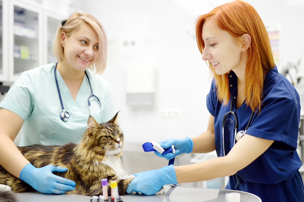 Finding the Right Opportunity and the Right Talent with The VET Recruiter Website