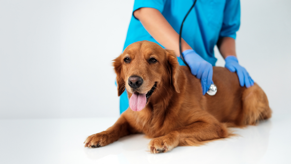 The Services Offered by The VET Recruiter Website for Professionals and Employers