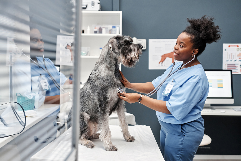 How The VET Recruiter Website Stands Apart as a Career Resource