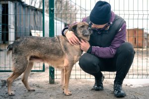 Shelter Medicine Recruitment